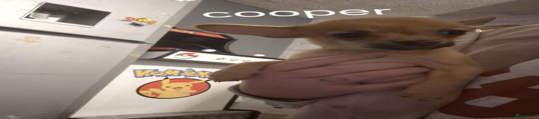 Coper