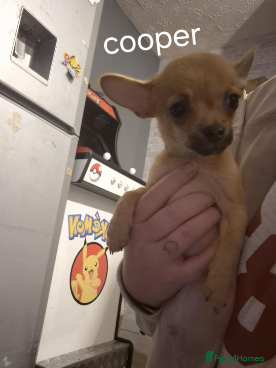 Chihuahua dogs for sale: 2 chihuahua boys - Image 3