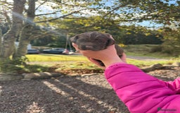 Sprocker dogs for sale: Sprocker pups - Image 3