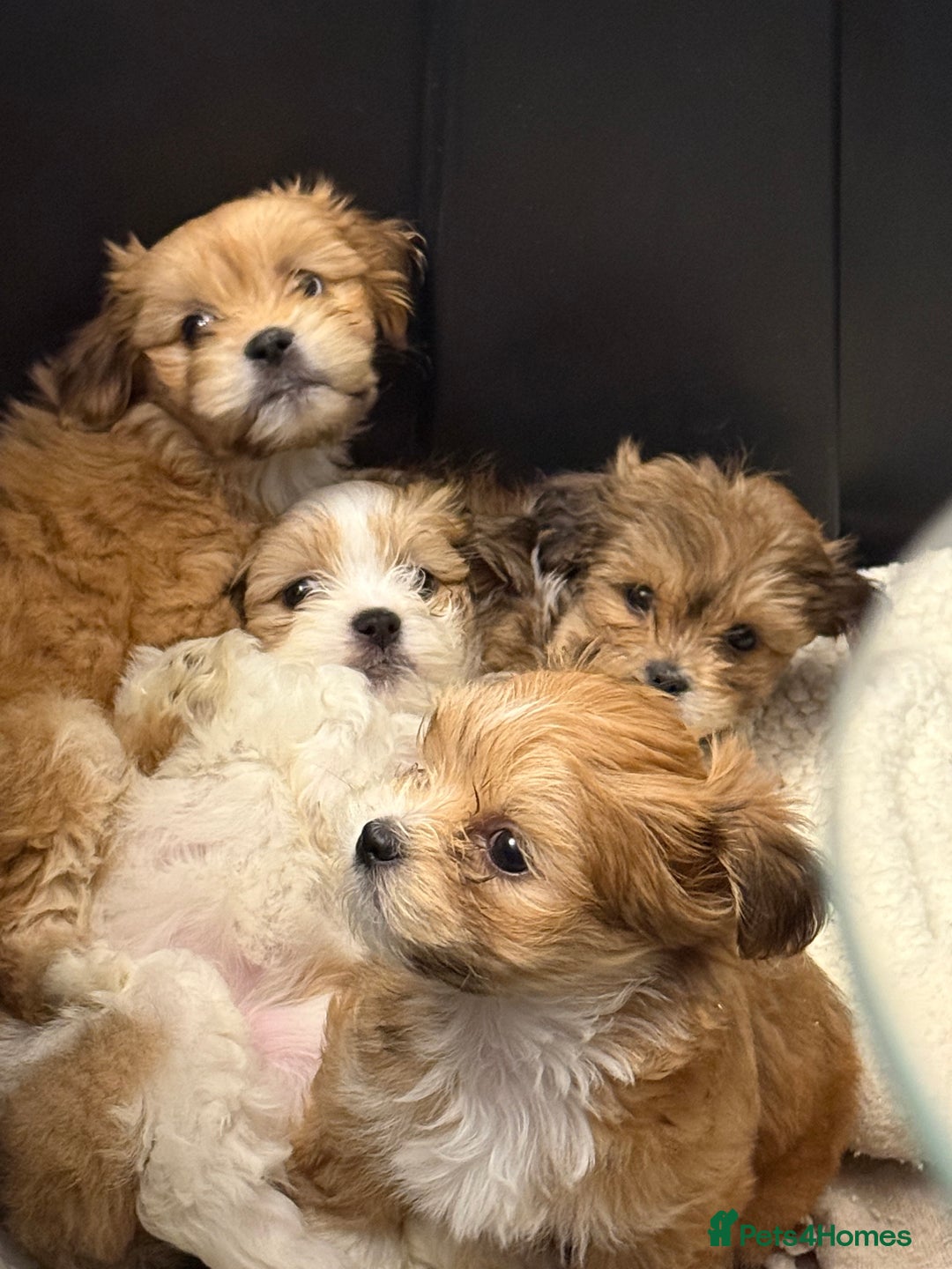 Lhasa Apso dogs for sale: Beautiful Lhasa apso pups - Advert 9