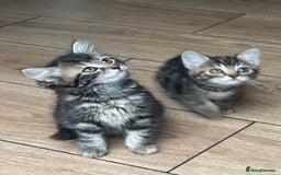 Mixed Breed cats for sale: Your forever pet for their forever home🥰 - Image 10