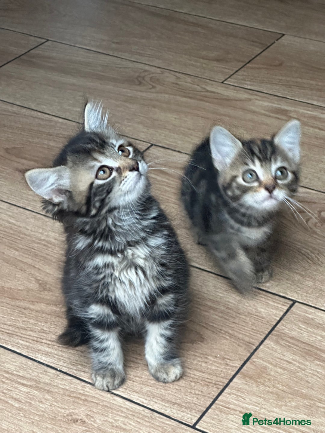 Mixed Breed cats for sale: Your forever pet for their forever home🥰 - Image 10