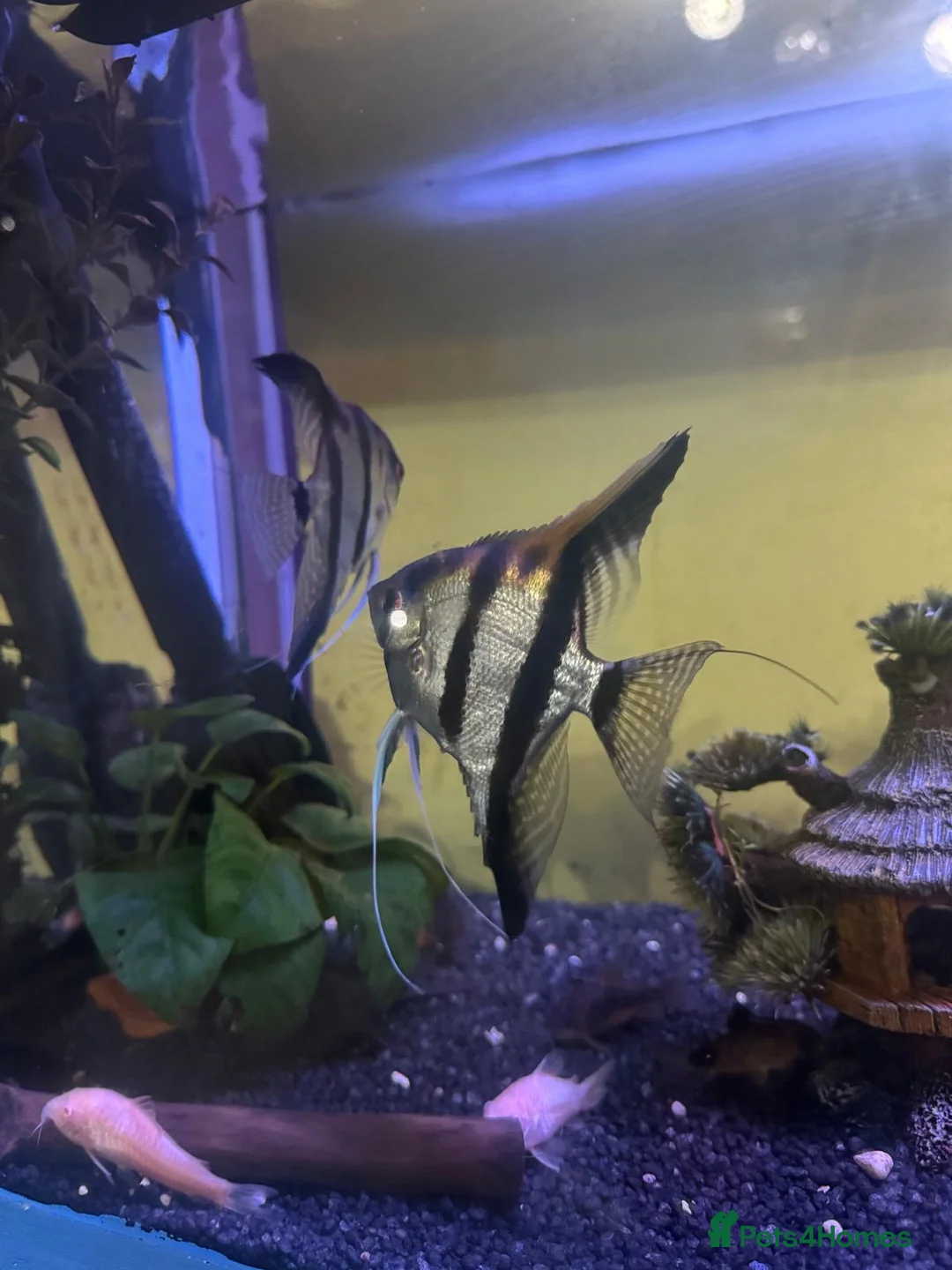 Angelfish fish for sale: Breeding pair  - Advert 3