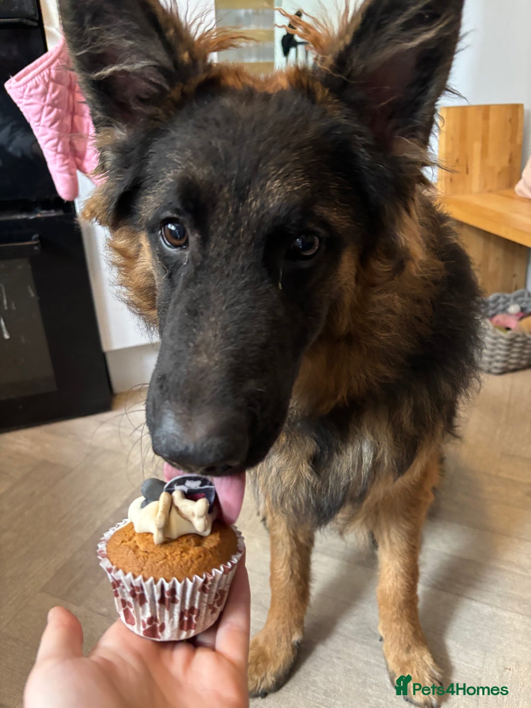 German Shepherd dogs for sale: Rehoming One-Year Old Male German Shepherd - Advert 31