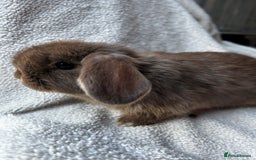 Mini Lop rabbits for sale: Mini lop babies looking for their forever homes - Image 3