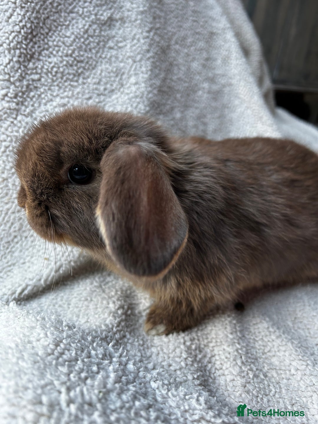 Mini Lop rabbits for sale: Mini lop babies looking for their forever homes - Image 3