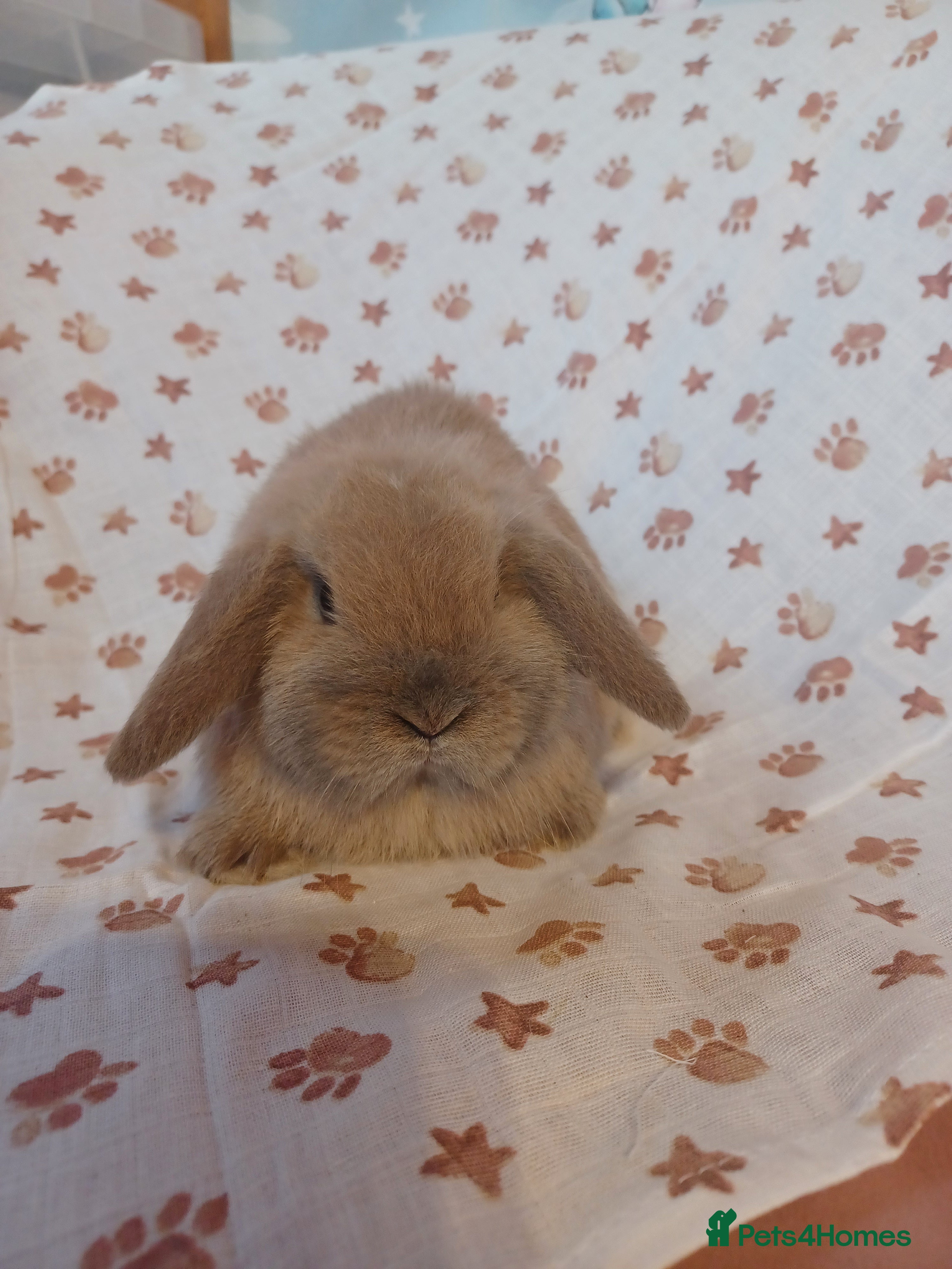 Mini Lop rabbits Beautiful Mini lop babies ready now 9 weeks  - Advert 12