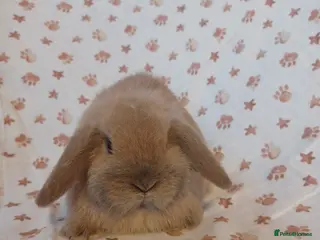 Mini Lop rabbits Beautiful Mini lop babies ready now 9 weeks - Advert 12