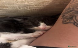 Domestic Shorthair cats for sale: 2 domestic shorthair kittens for sale! - Advert 4