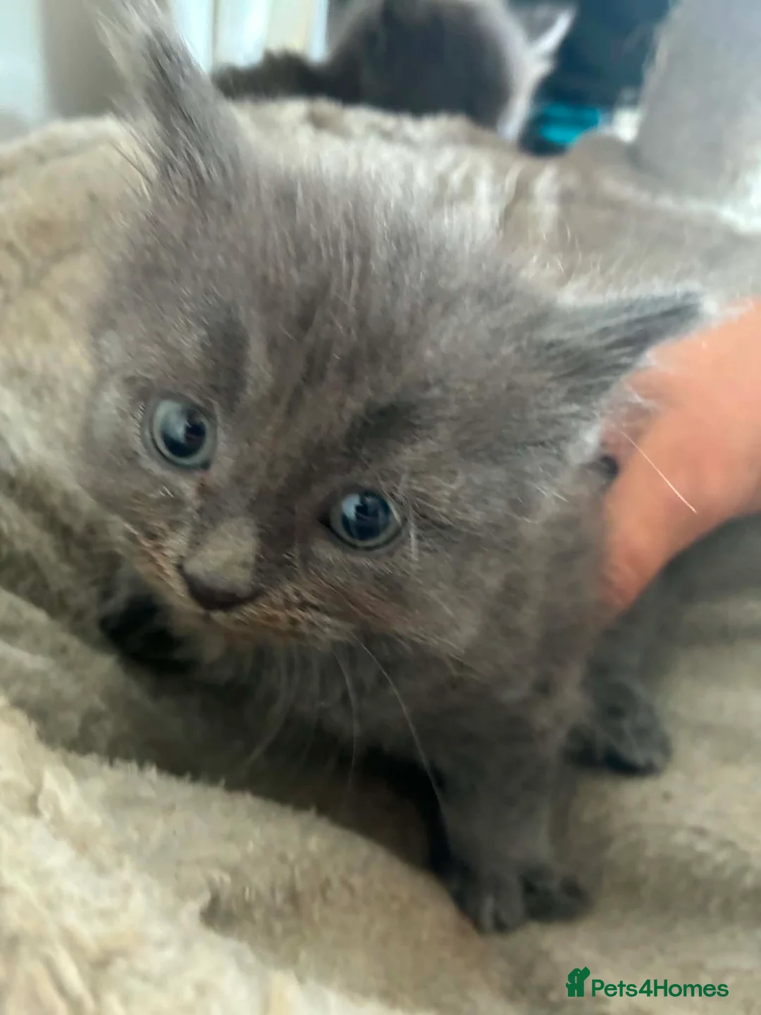 Ragdoll cats for sale: Ragdoll x Turkish angora kittens - Advert 13