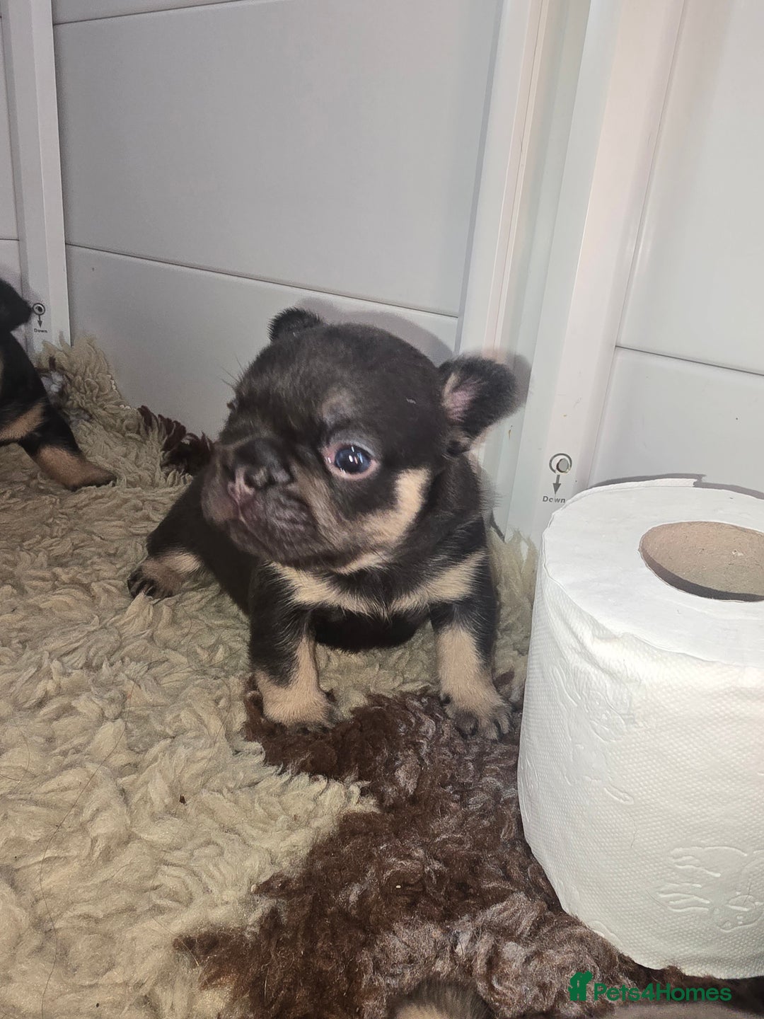 French Bulldog dogs for sale: ⭐️ QUALITY FRENCH BULLDOG PUPPIES ⭐️ - Image 10