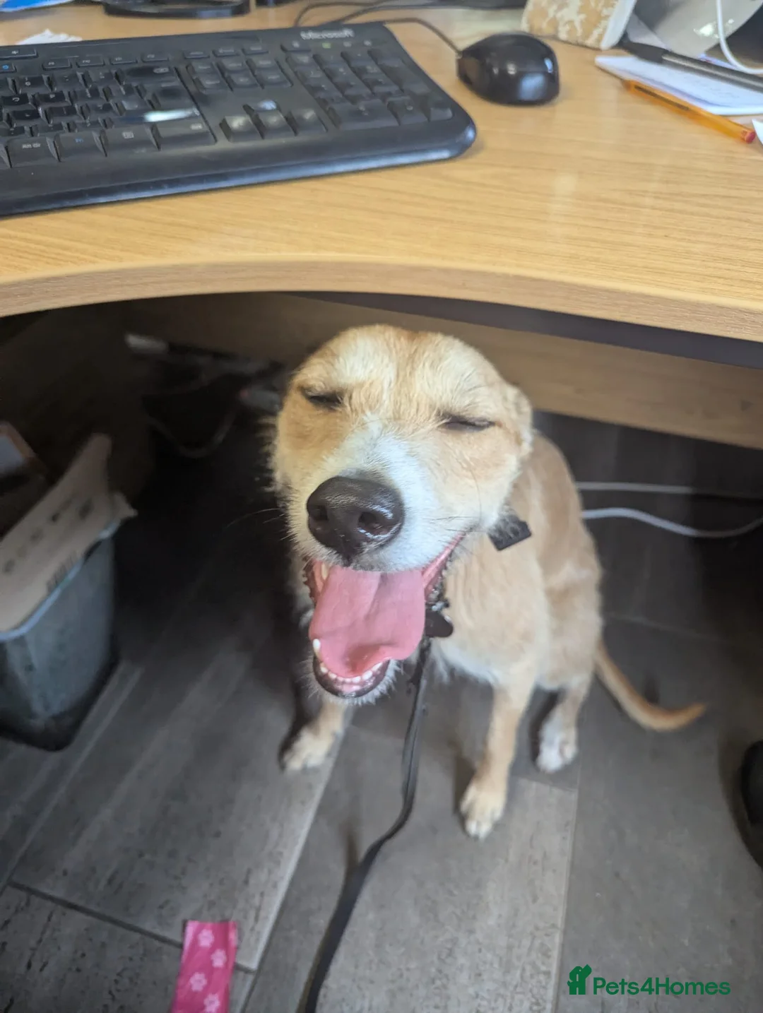 Mixed Breed dogs for sale: 3 year old Lurcher Cross female  in Stourbridge - Advert 2