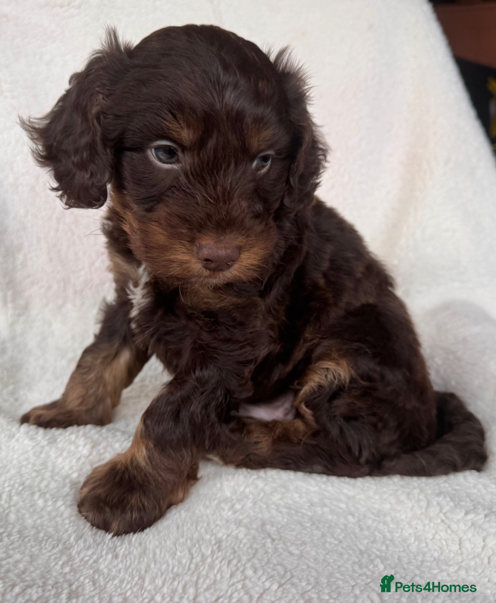 Cockapoo dogs Adorable cockapoo boy - Advert 1
