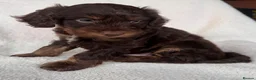 Cockapoo dogs for sale: Adorable cockapoo boy in Stoke-on-Trent - Advert 1