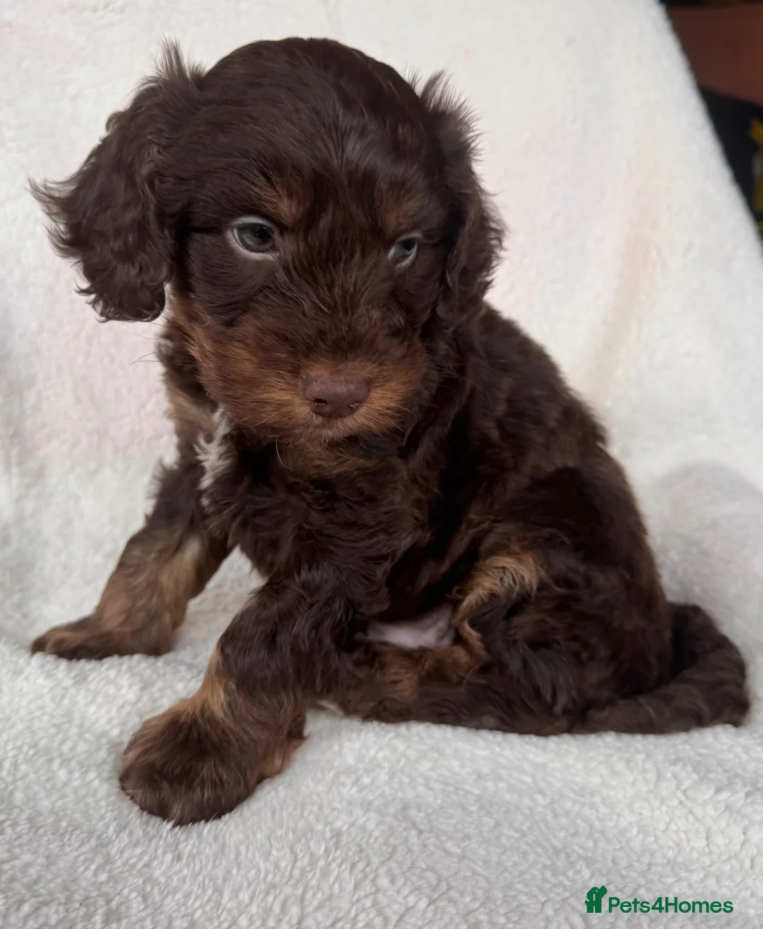 Cockapoo dogs for sale: Adorable cockapoo boy in Stoke-on-Trent - Advert 1