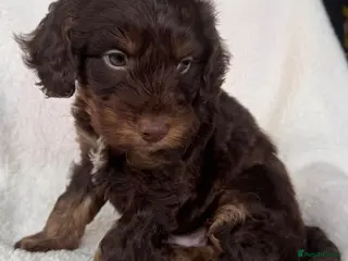 Cockapoo dogs Adorable F1 cockapoo boy - Advert 5