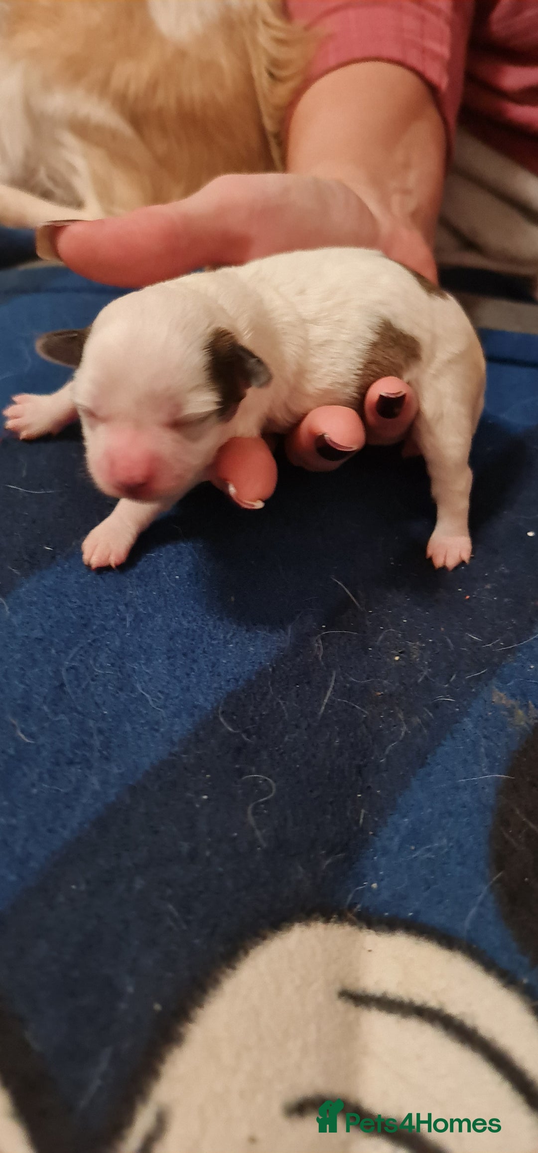 Chihuahua dogs for sale: Chihuahua for sale  - Advert 26