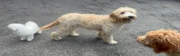 Goldendoodle dogs for sale: ONLY MR BROWN LEFT. HE’S GORGEOUS.  - Advert 8