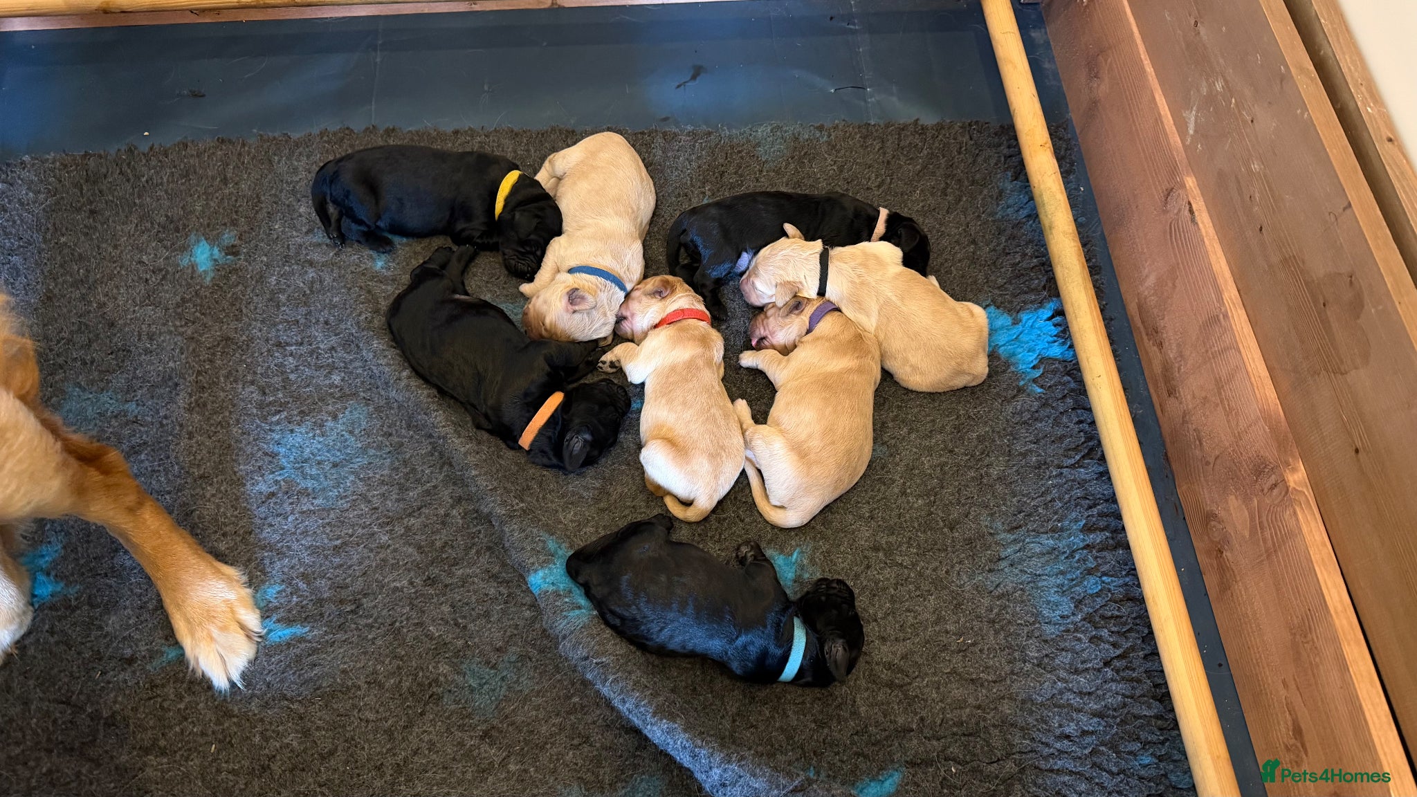 Goldendoodle dogs for sale: Beautiful Litter of Golden Doodles - Advert 6