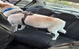 Mixed Breed dogs for sale: Lab X girl for urgent rehoming - Image 4