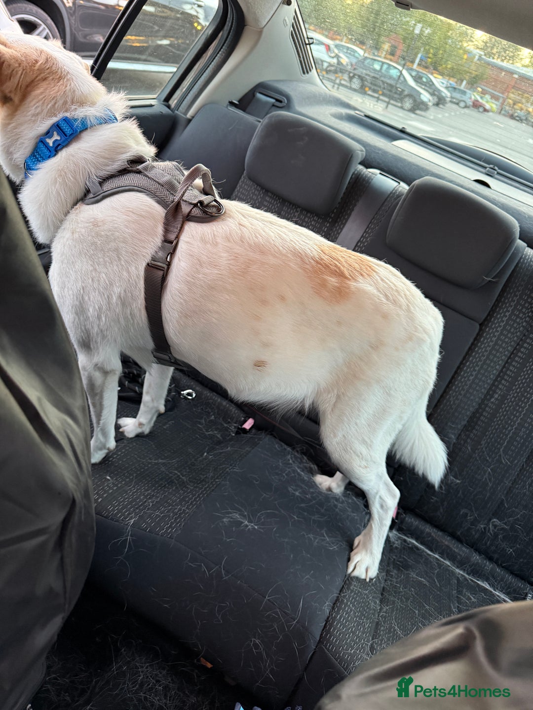 Mixed Breed dogs for sale: Lab X girl for urgent rehoming - Image 4
