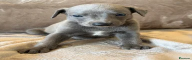 Whippet 1