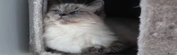 Ragdoll cats for sale: Beautiful GCCF Ragdoll - Advert 3
