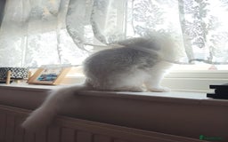 British Shorthair cats for sale: Lovely White Shorthair looking for new loving home - Image 3