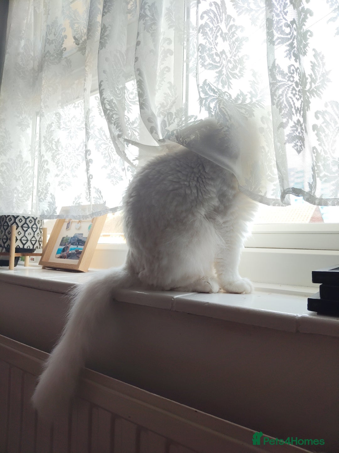 British Shorthair cats for sale: Lovely White Shorthair looking for new loving home - Image 3
