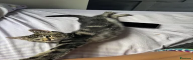 Domestic Shorthair 1