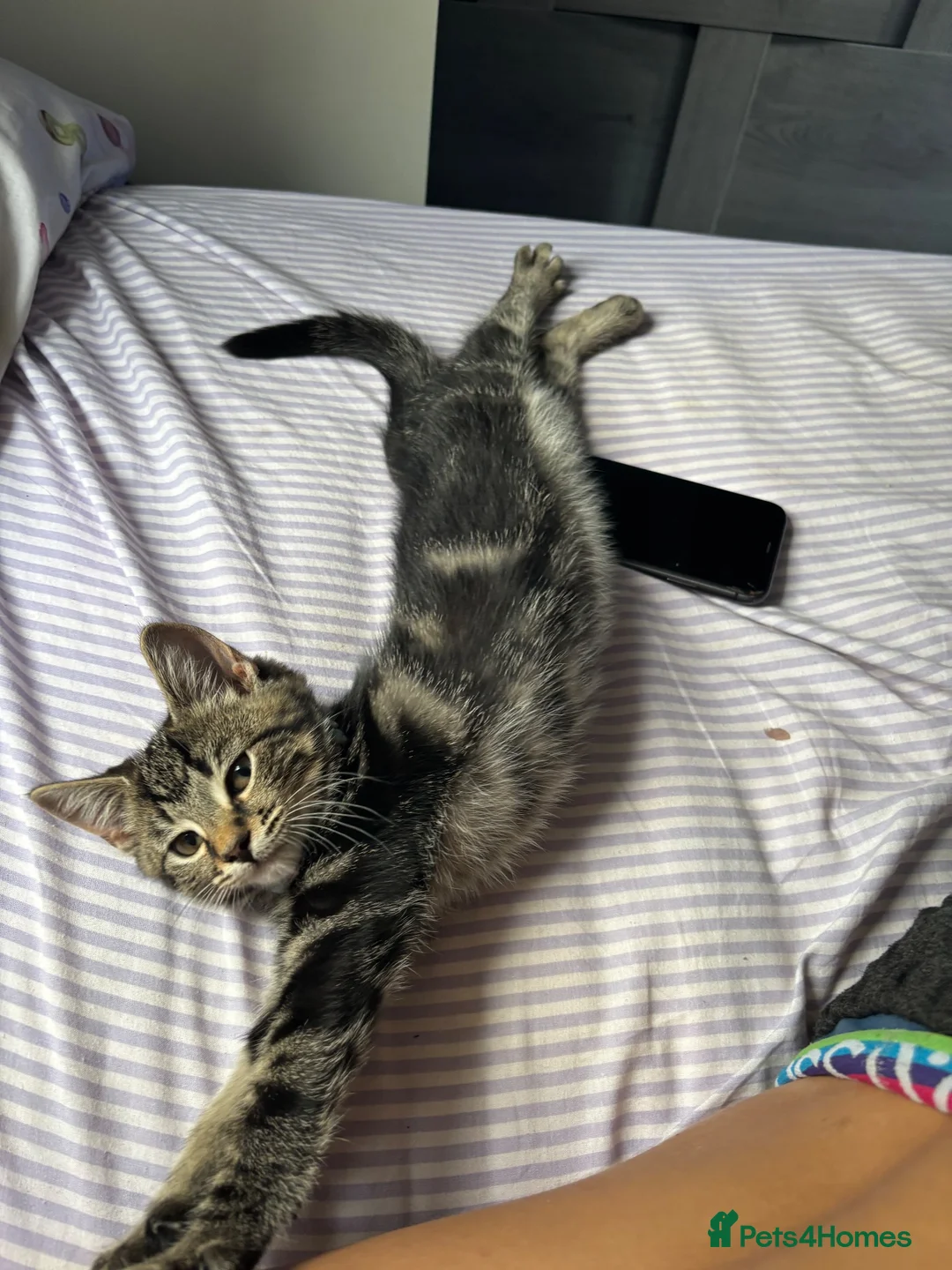 Domestic Shorthair cats for sale: Meet George  - Advert 2