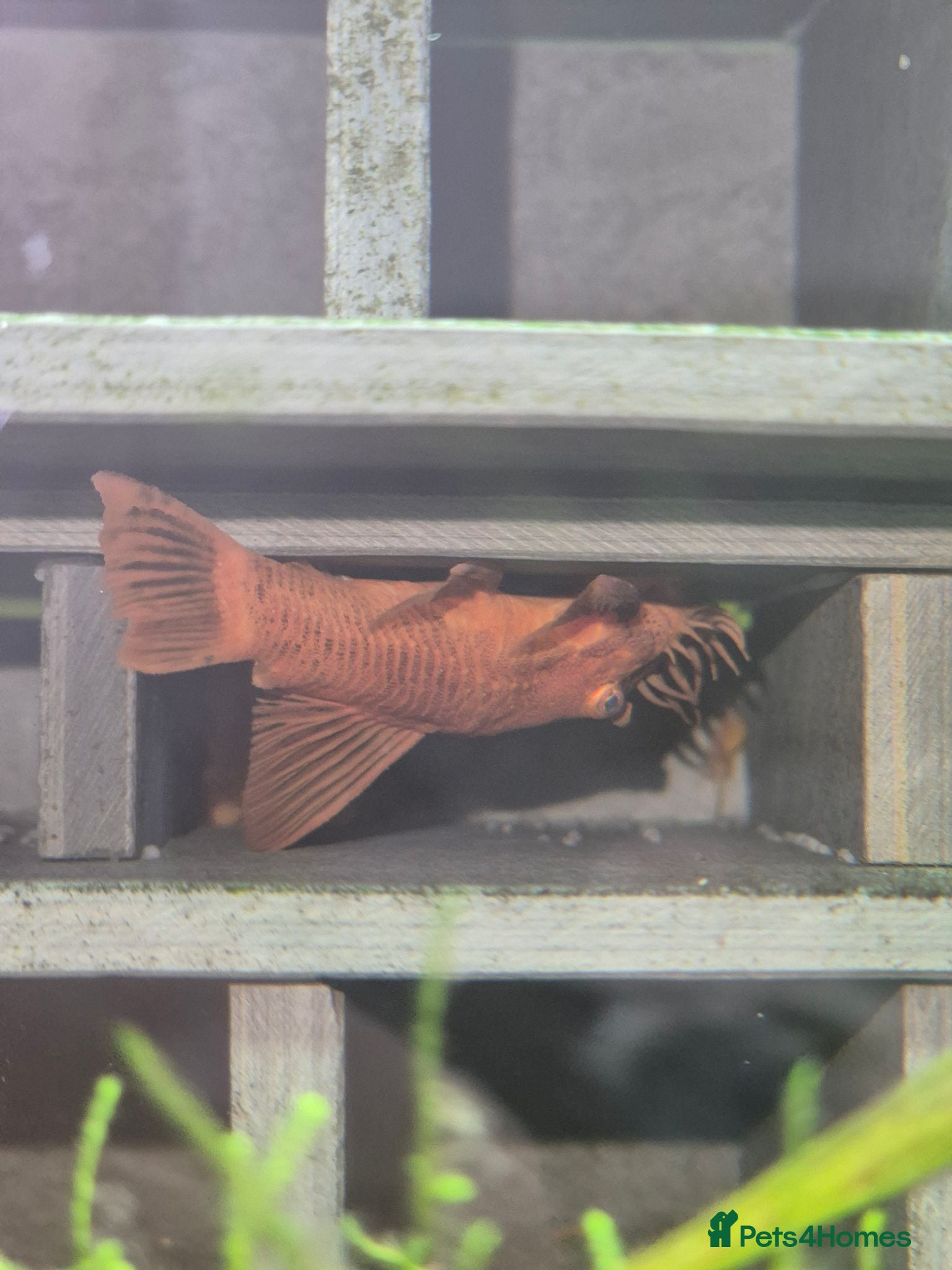 Plecos fish  breeding pair of super red bristlenose plecos  - Advert 1