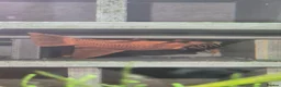 Plecos fish for sale:  breeding pair of super red bristlenose plecos  - Advert 1