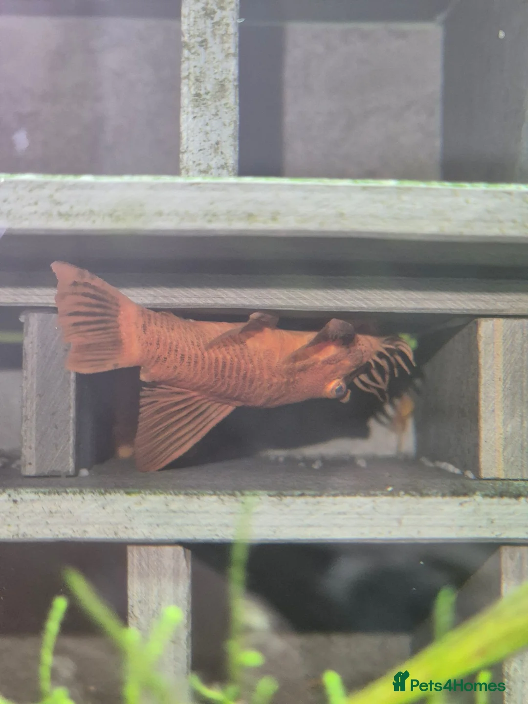 Plecos fish for sale:  breeding pair of super red bristlenose plecos  - Advert 1