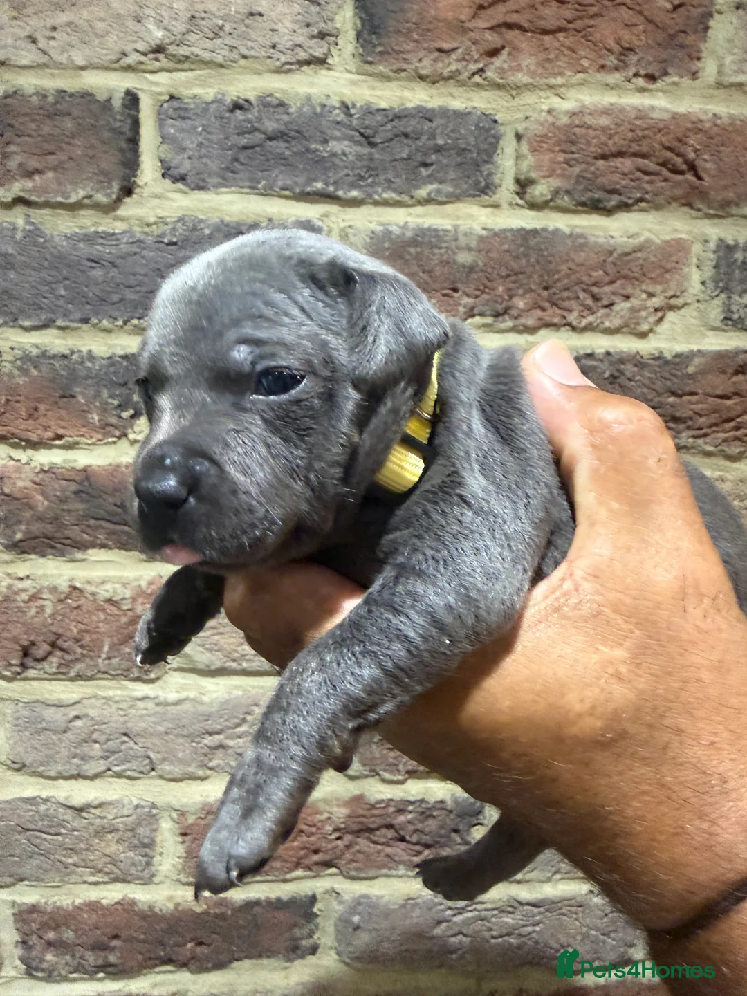 Staffordshire Bull Terrier dogs for sale: KC REG STAFFORDSHIRE BULL TERRIER PUPS are HERE   - Advert 2