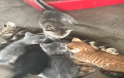 Bengal cats for sale: Part Bengal beautiful kittens in Bury Saint Edmunds - Image 8