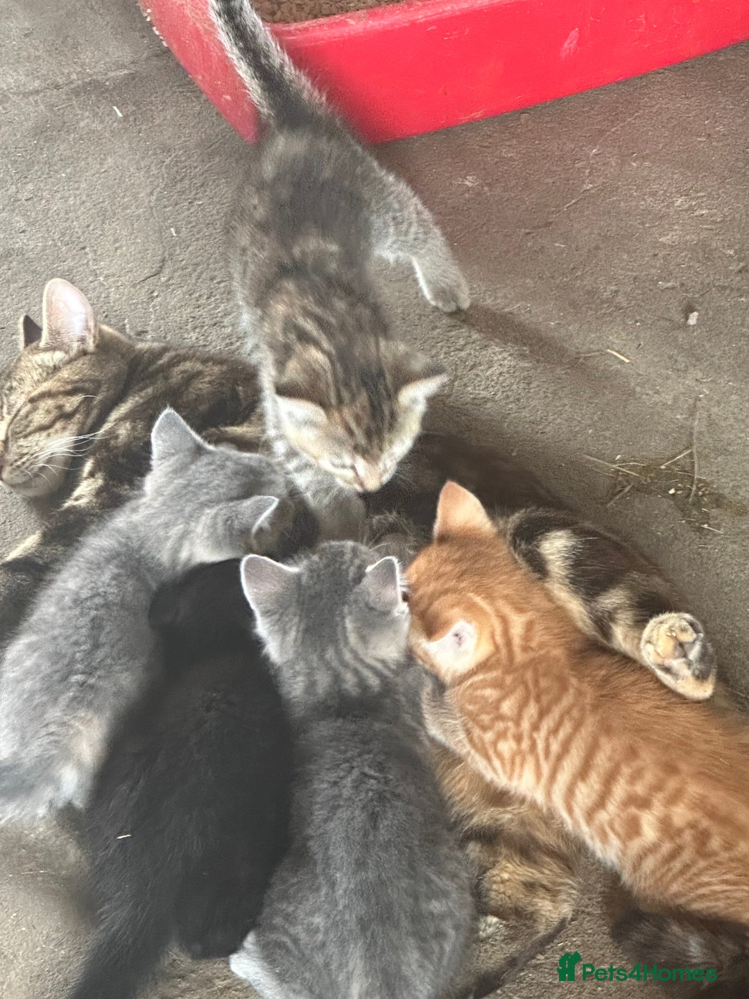 Bengal cats for sale: Part Bengal beautiful kittens in Bury Saint Edmunds - Image 8