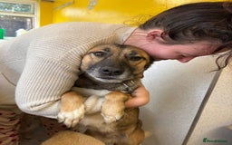 Mixed Breed dogs for adoption: Amelia - Daventry Northamptonshire  - Advert 3