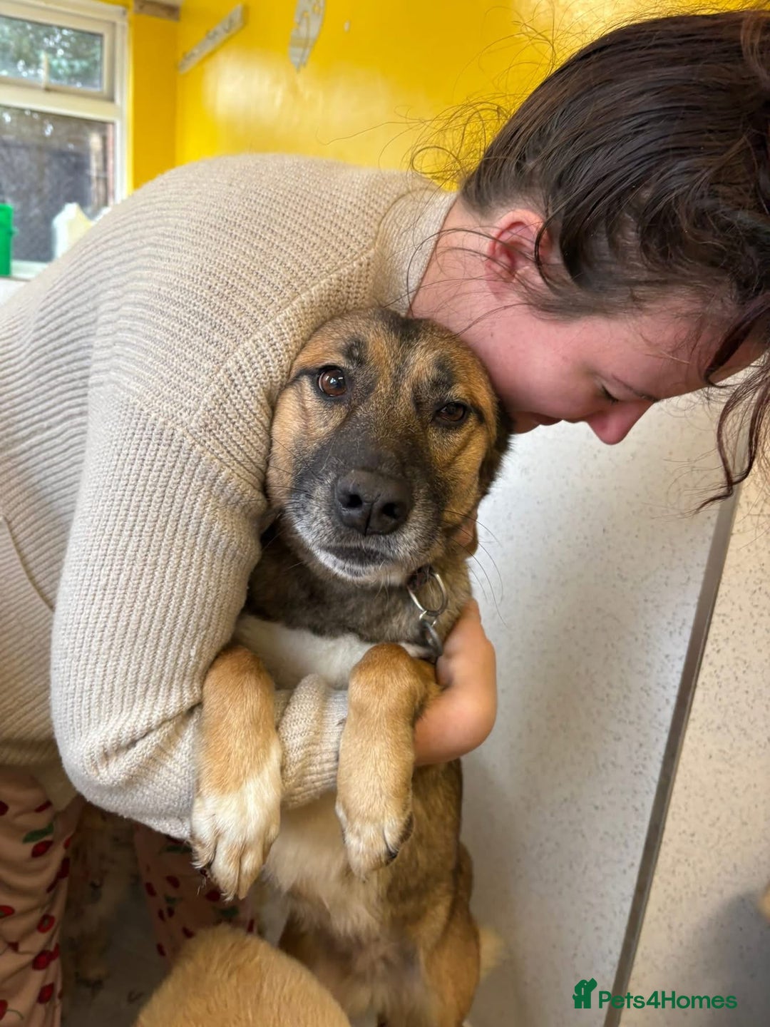 Mixed Breed dogs for adoption: Amelia - Daventry Northamptonshire  - Advert 3