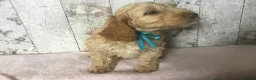 Mixed Breed dogs for sale: Medium to small Mini Doodle pups - Advert 7