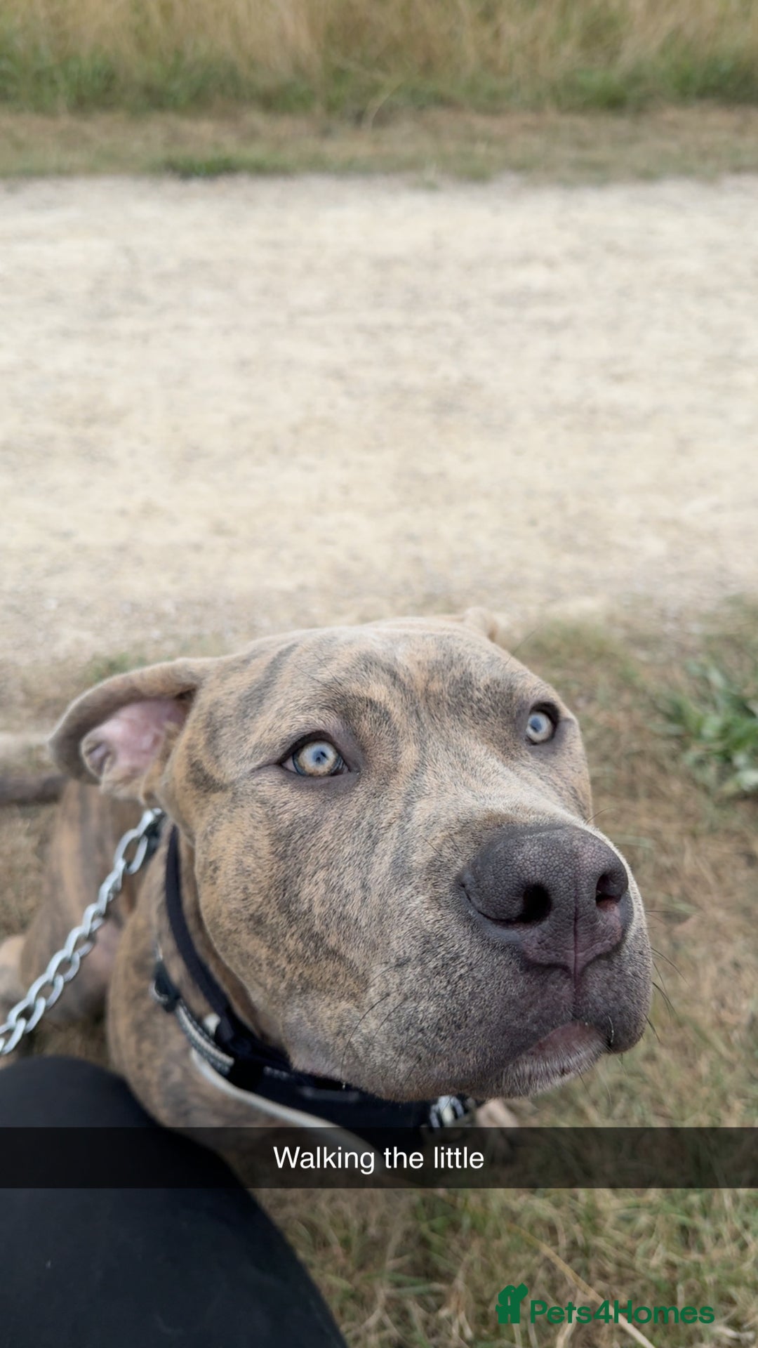 Mixed Breed dogs for sale: American bull cross staffy - Advert 2