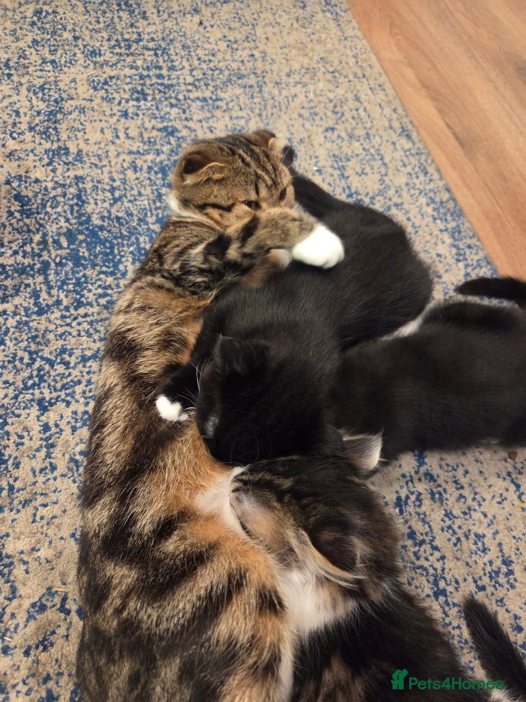 Mixed Breed cats for sale: Male kitten - Advert 3