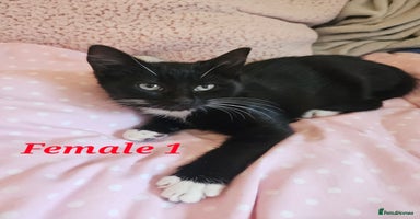 Mixed Breed cats - Advert 8