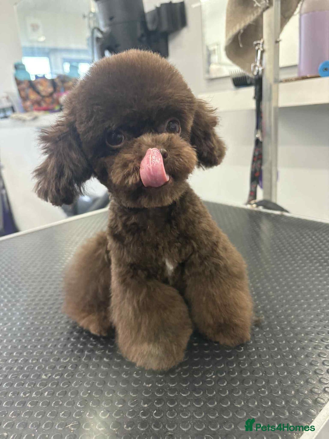 Toy Poodle dogs for stud: Tiny Asian Toy Poodle for stud duties  - Advert 2