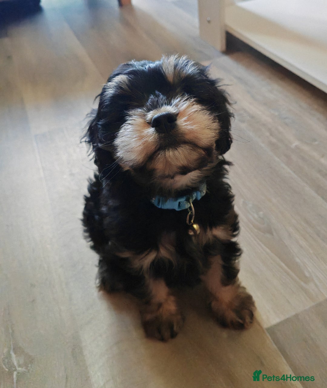 Cavapoo dogs for sale: 🐾 Beautiful F1 Cavapoo Puppy (Male) –  - Advert 2