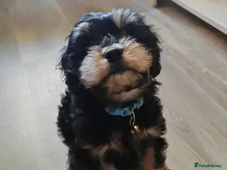 Cavapoo dogs 🐾 Beautiful F1 Cavapoo Puppy (Male) – - Advert 16