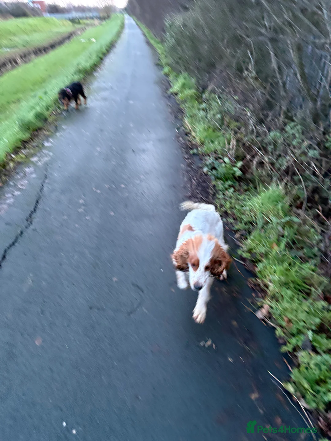 Sprocker dogs for sale: 1 year old male sprocker spaniel - Advert 3