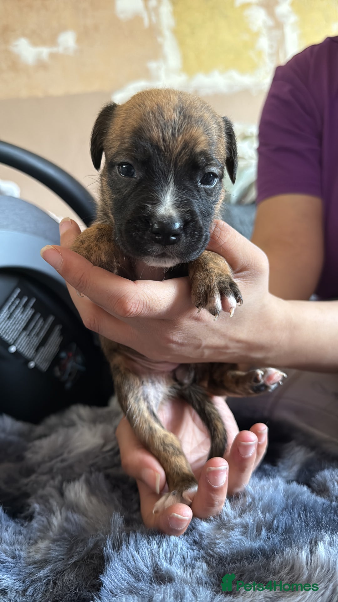Mixed Breed dogs for sale: Puppies - Image 4