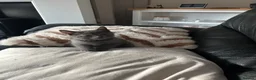 British Shorthair cats for sale: Beautiful British shorthair  - Advert 7