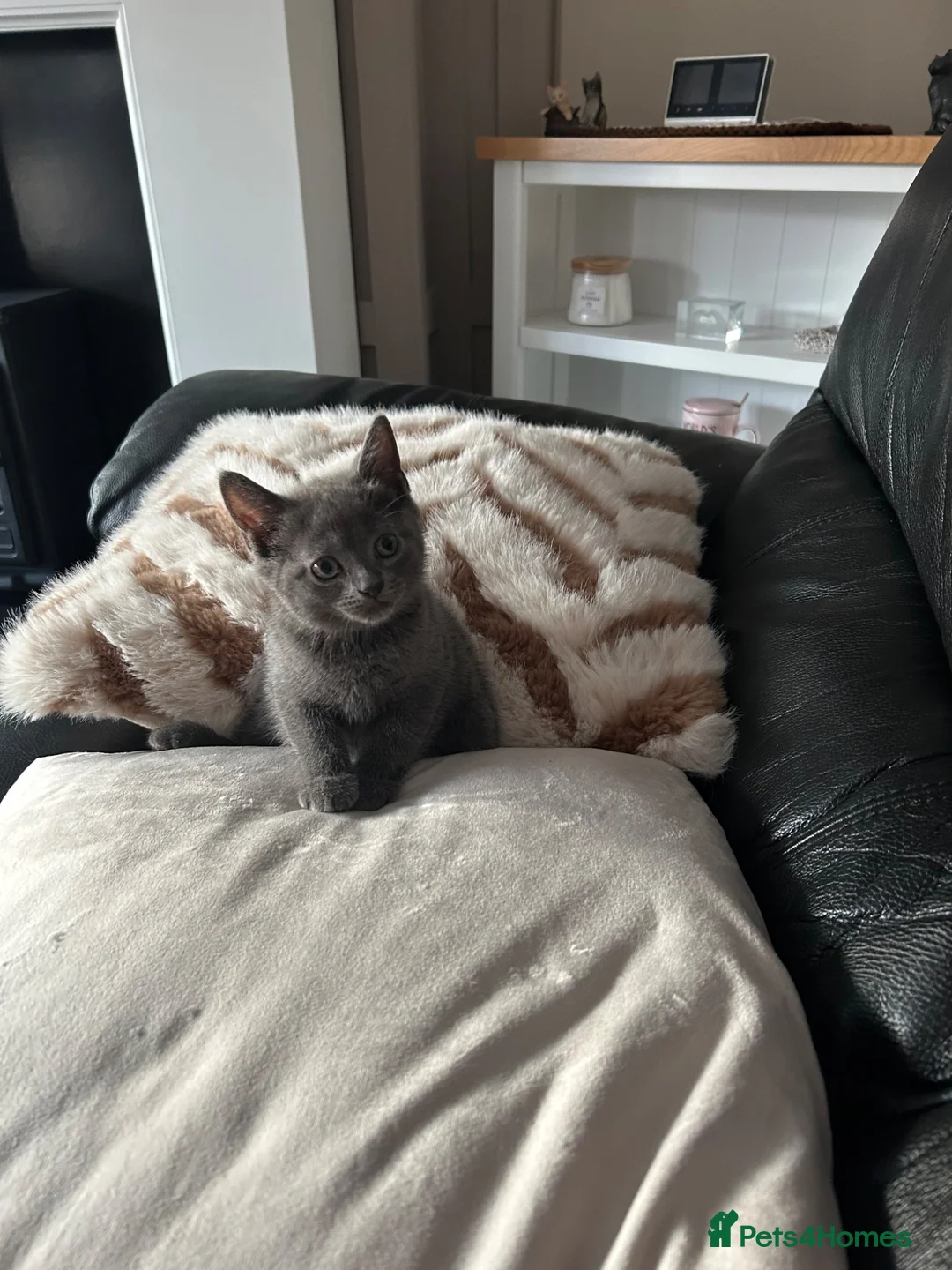British Shorthair cats for sale: Beautiful British shorthair  - Advert 7
